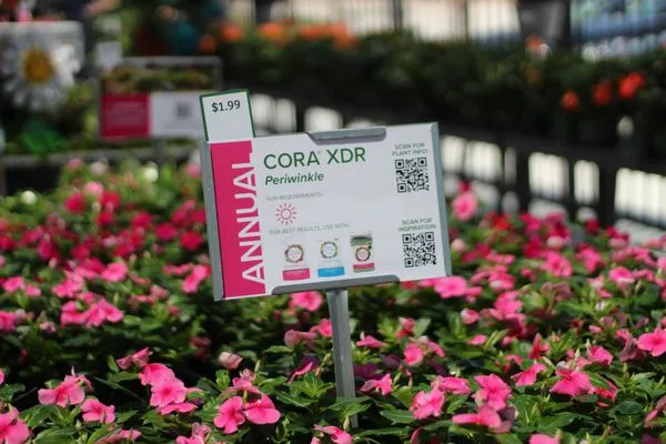 Calloway’s Nursery