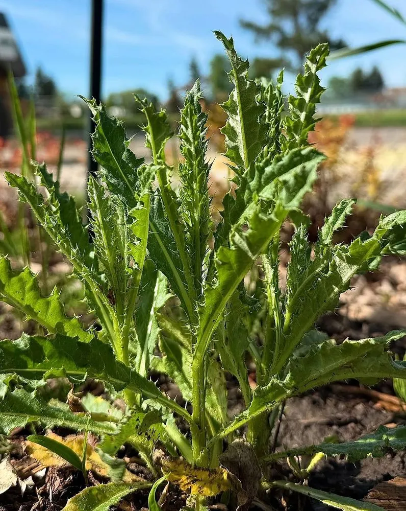 Professional outdoor landscaping for year-round maintenance in Philadelphia, PA by Callowhill Lawn Care