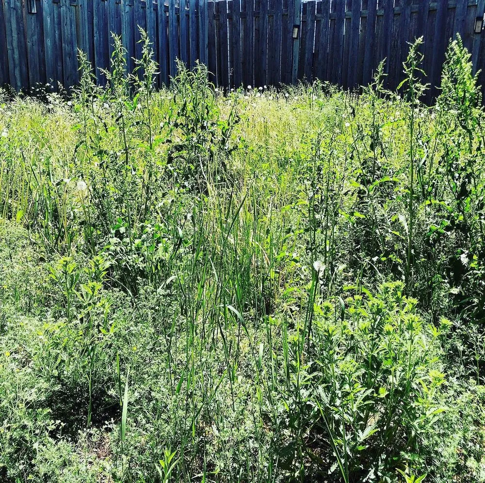 Expert residential landscaping for homes in Philadelphia, PA by Callowhill Lawn Care