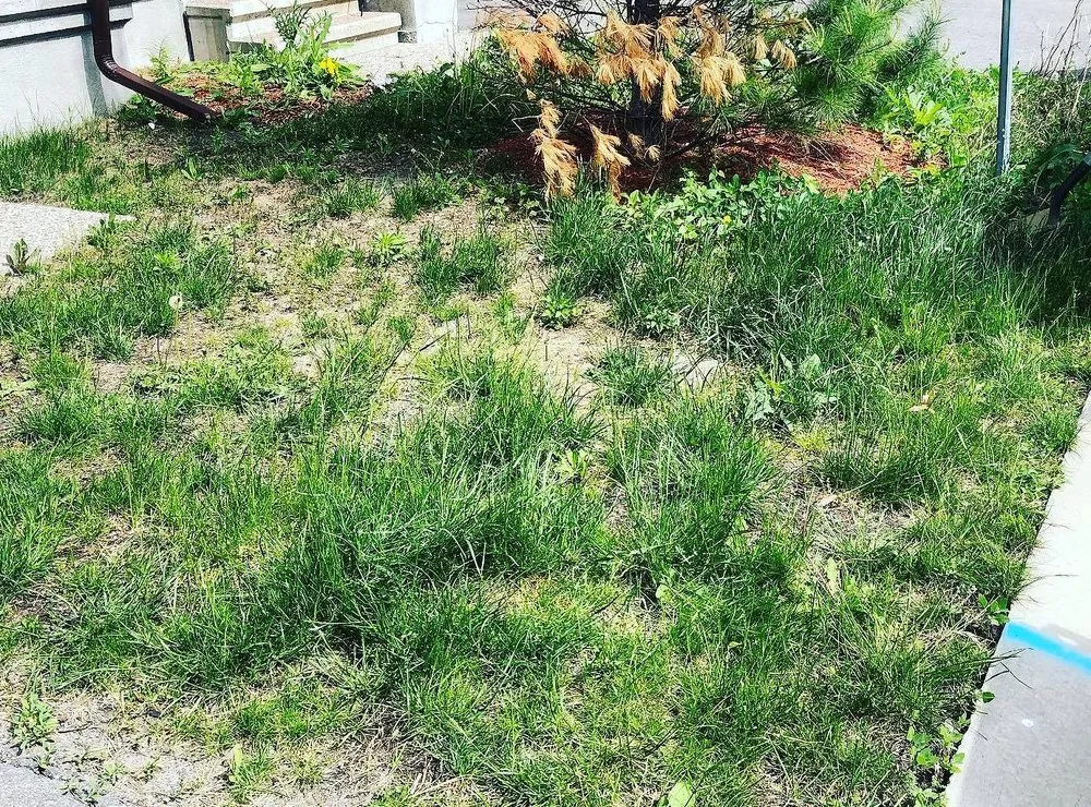 Reliable landscaping services in Philadelphia, PA - Callowhill Lawn Care