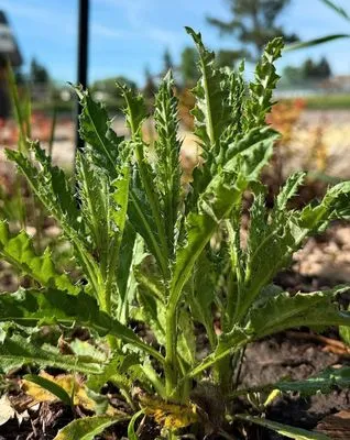 Callowhill Lawn Care Logo