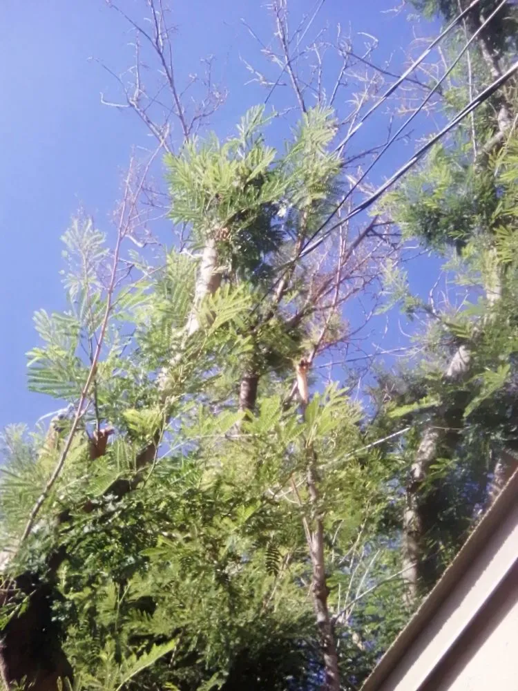 Local landscaping services in Tucson, AZ - Calmese Landscaping