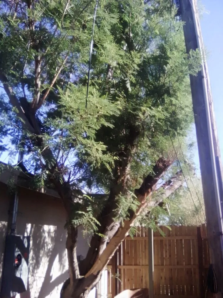 Reliable lawn mowing service for homes across Tucson, AZ - Calmese Landscaping