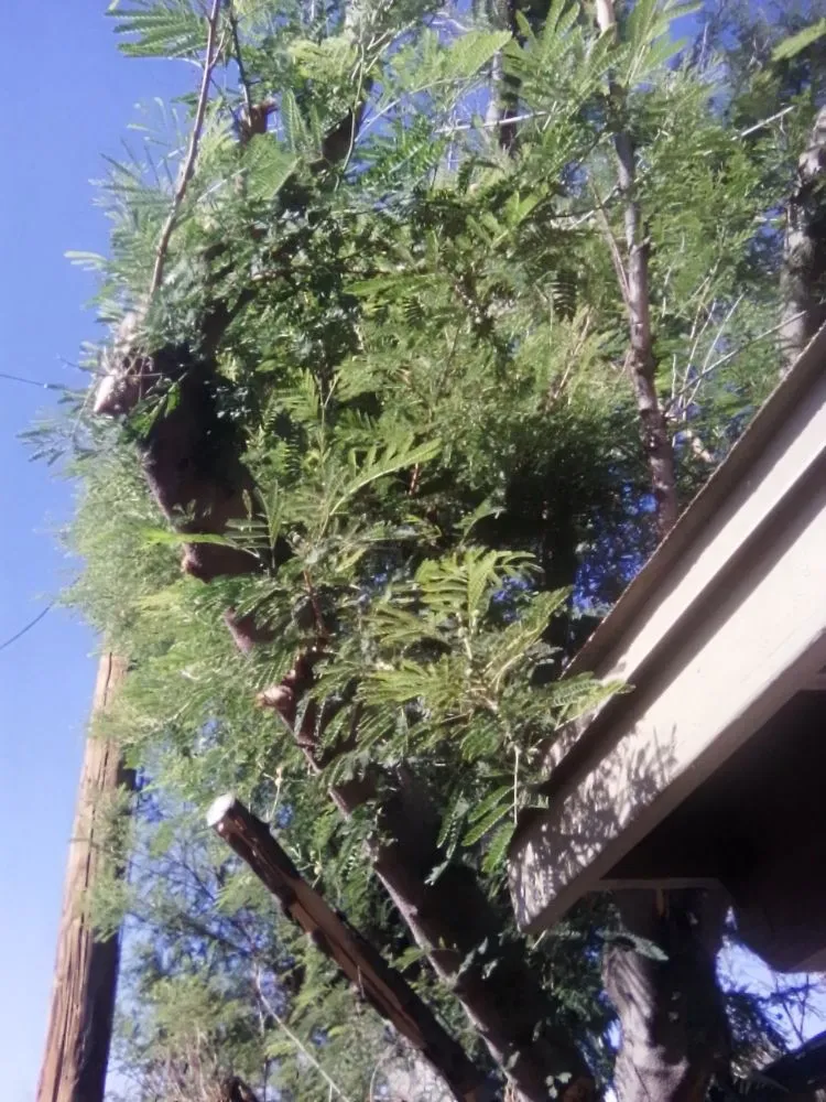 Top-rated lawn mowing service with custom design in Tucson, AZ by Calmese Landscaping