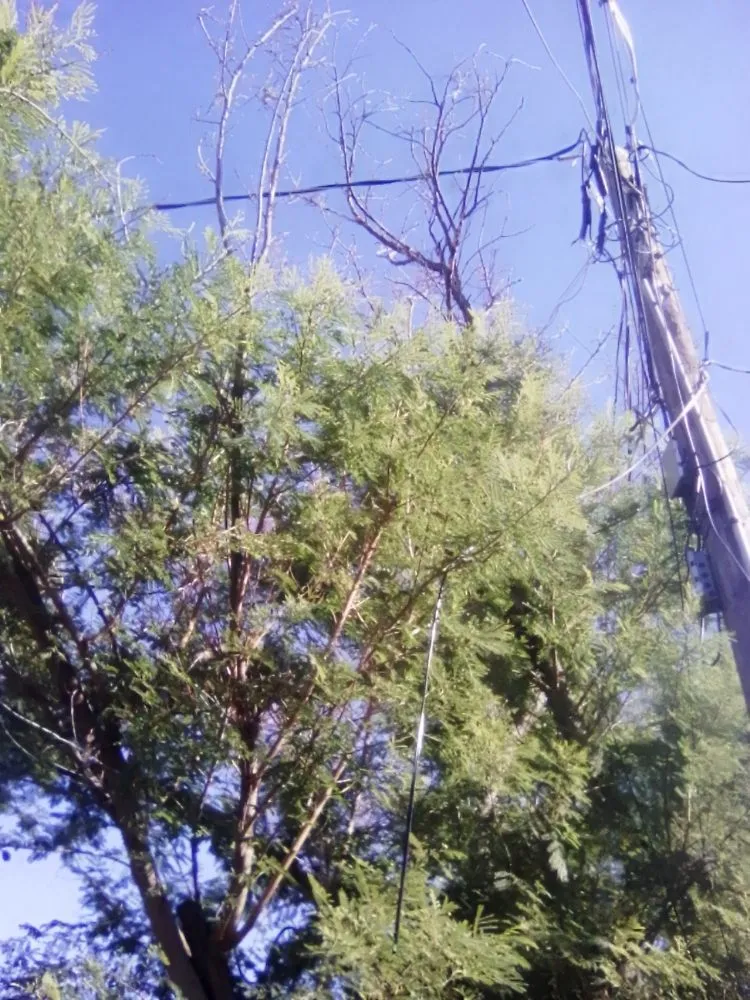 Professional landscape design for outdoor upgrades in Tucson, AZ by Calmese Landscaping