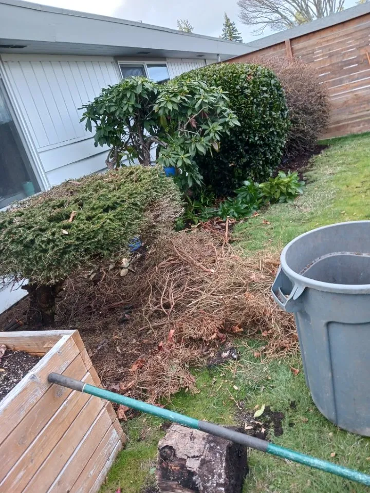 Top-rated yard maintenance for year-round maintenance in Bremerton, WA by Calmo Landscaping Services