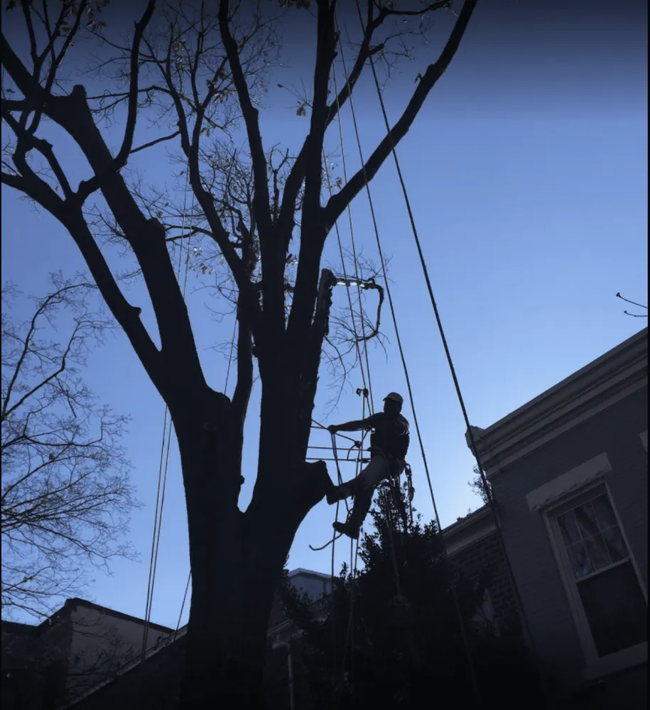 Affordable landscape design for beautiful yards in Shelton, WA by Calmo Landscaping