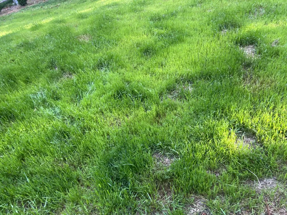 Top-rated yard cleanup service in Acworth, GA - Calmo solution landscape LLC