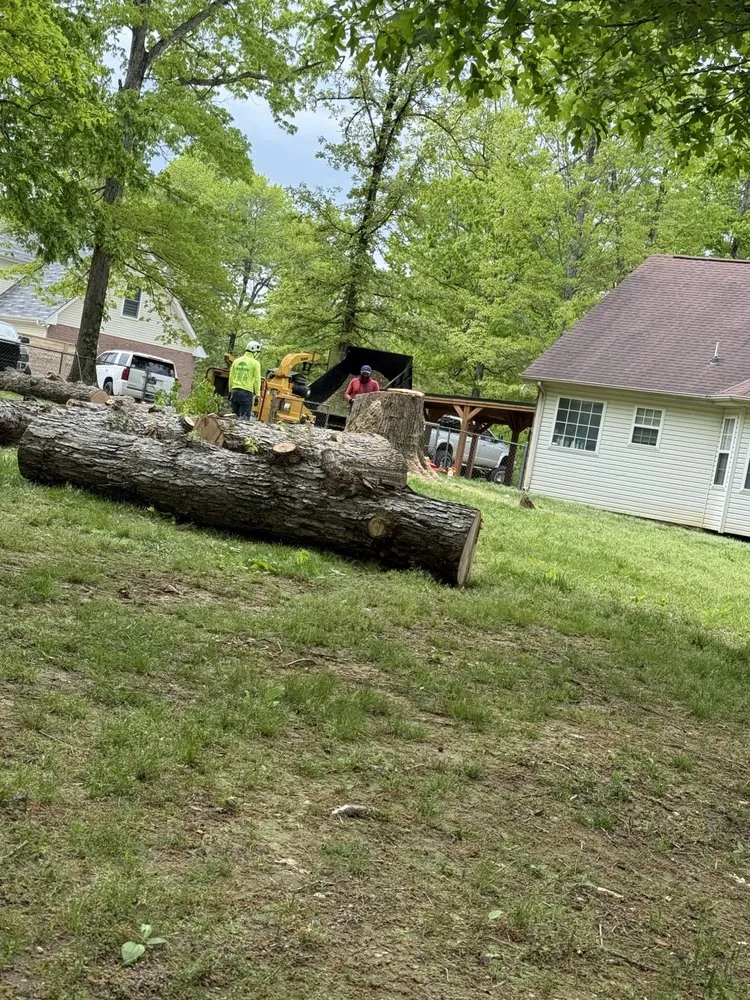 Trusted yard maintenance in La Vergne, TN by Calo Tree Service