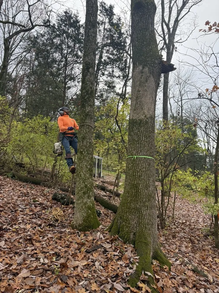 Top-rated yard cleanup service in La Vergne, TN - Calo Tree Service