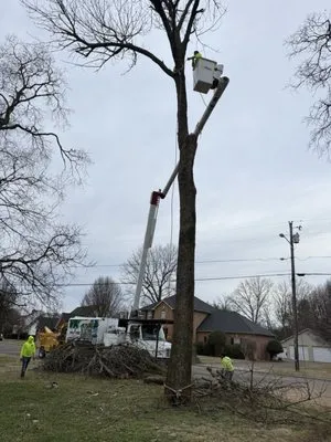 Calo Tree Service