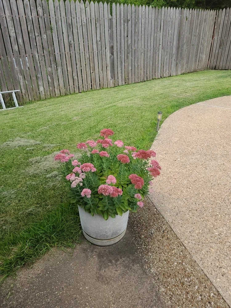 Top-rated yard maintenance in Sherman, TX - CalRod Lawn Services