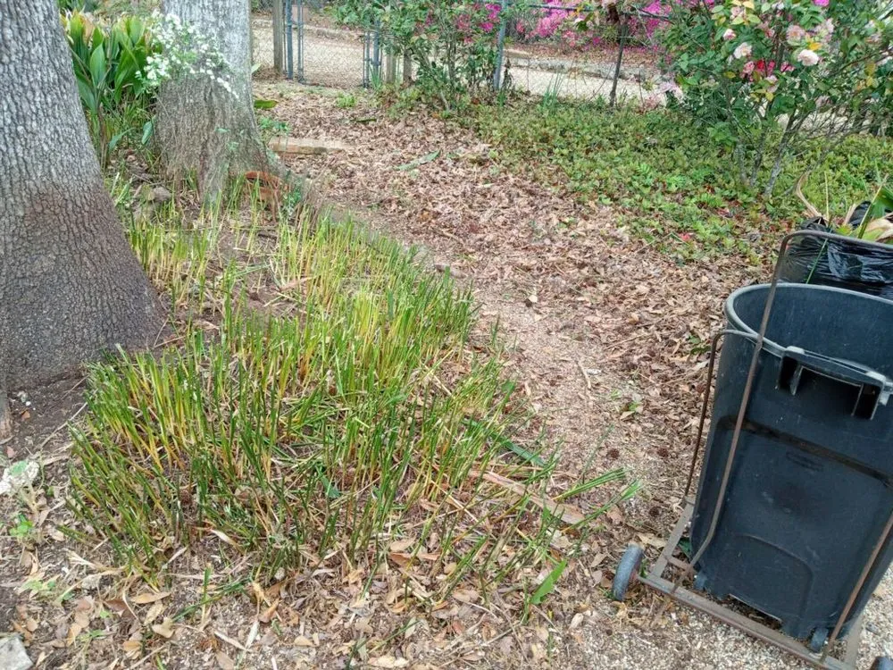Top-rated yard cleanup service for beautiful yards in Jeanerette, LA by Cal's Lawn care