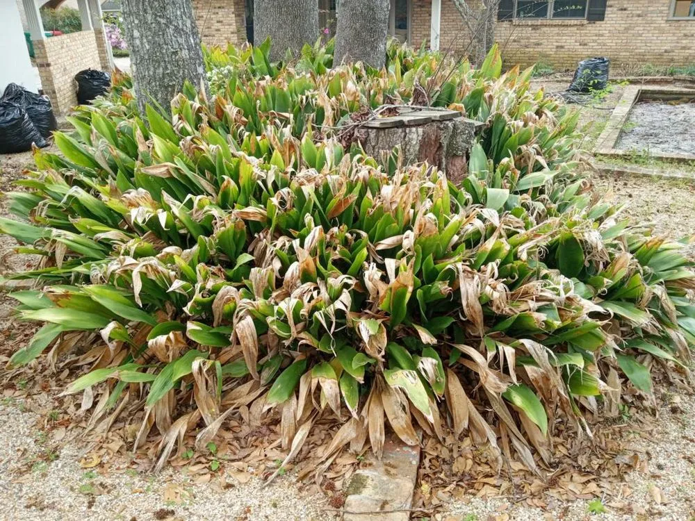 Trusted residential landscaping in Jeanerette, LA - Cal's Lawn care