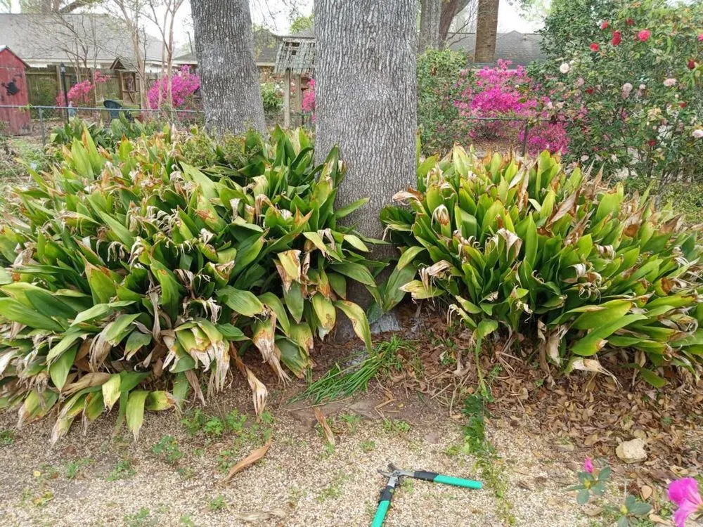 Expert outdoor landscaping in Jeanerette, LA - Cal's Lawn care