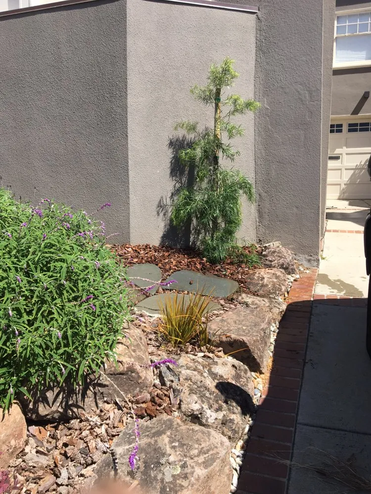 Professional landscape installation in Colma, CA by Calvas Landscaping