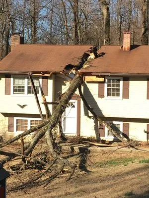 Calvert County Tree Experts