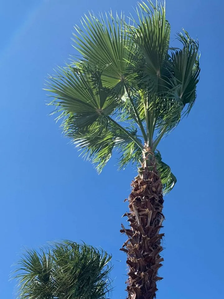 Top-rated residential landscaping for year-round maintenance across Kissimmee, FL - Calvin Terry Landscape Services