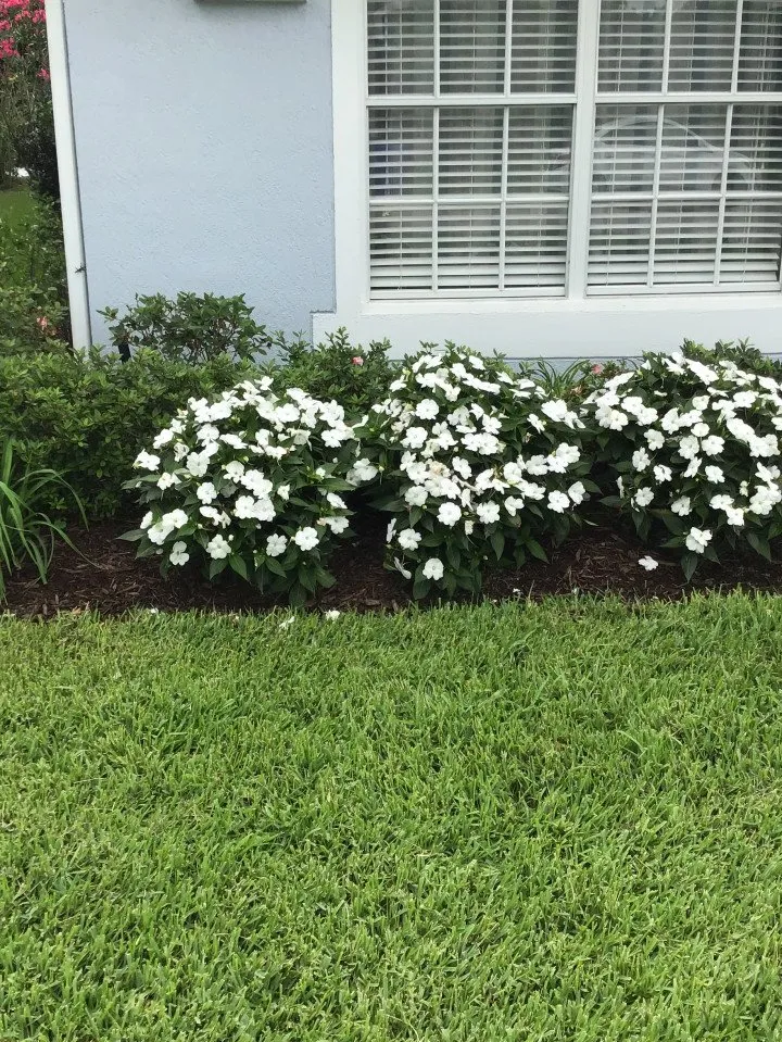 Expert yard maintenance in Kissimmee, FL - Calvin Terry Landscape Services