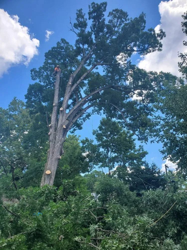 Expert yard cleanup service for beautiful yards across Danville, KY - Calvo’s Tree Service & Landscape