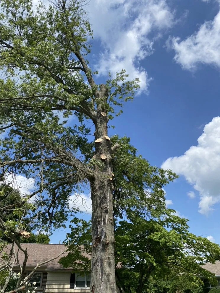 Reliable yard cleanup service near you in Danville, KY by Calvo’s Tree Service & Landscape