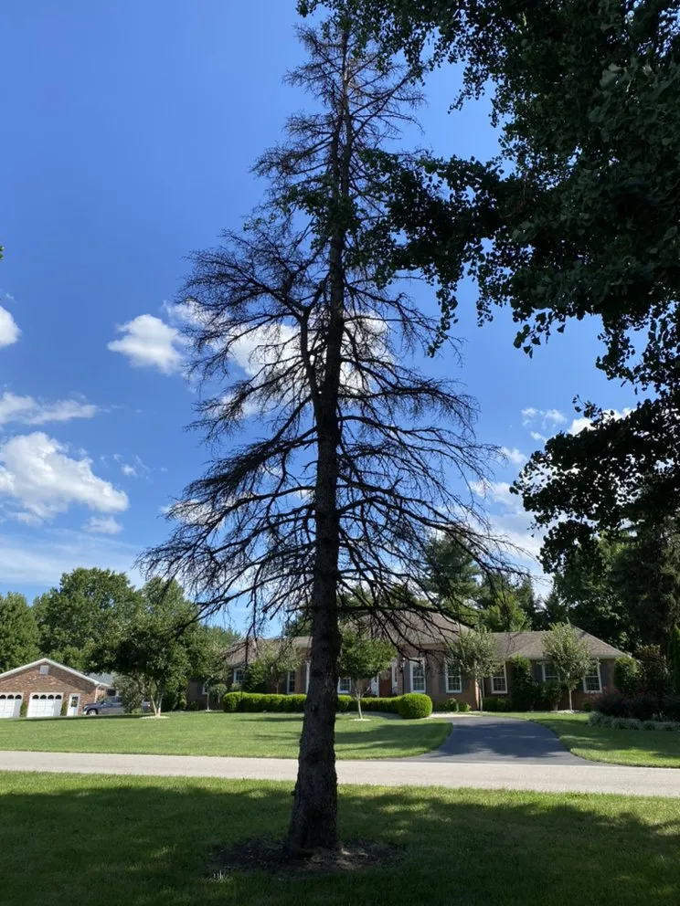 Top-rated lawn mowing service in Danville, KY - Calvo’s Tree Service & Landscape