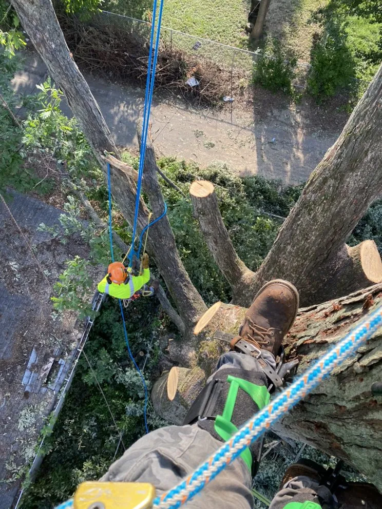 Top-rated lawn care service for beautiful yards in Danville, KY by Calvo’s Tree Service & Landscape