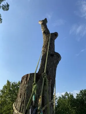 Calvo’s Tree Service & Landscape