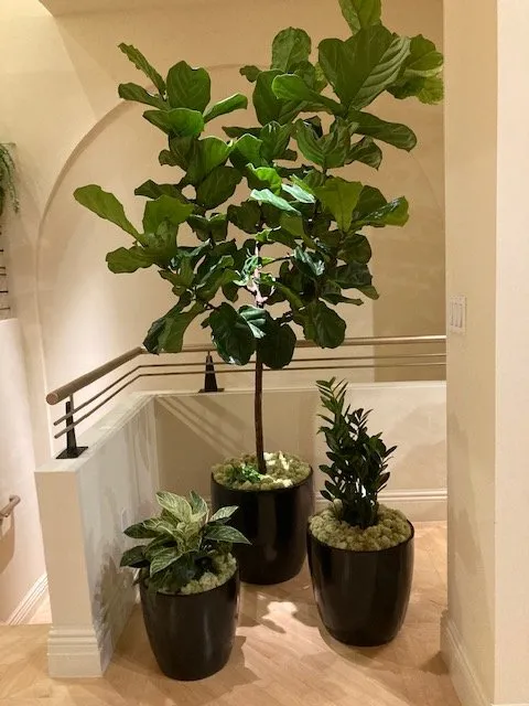 Affordable outdoor landscaping for beautiful yards across Emeryville, CA - Calypso Landscape