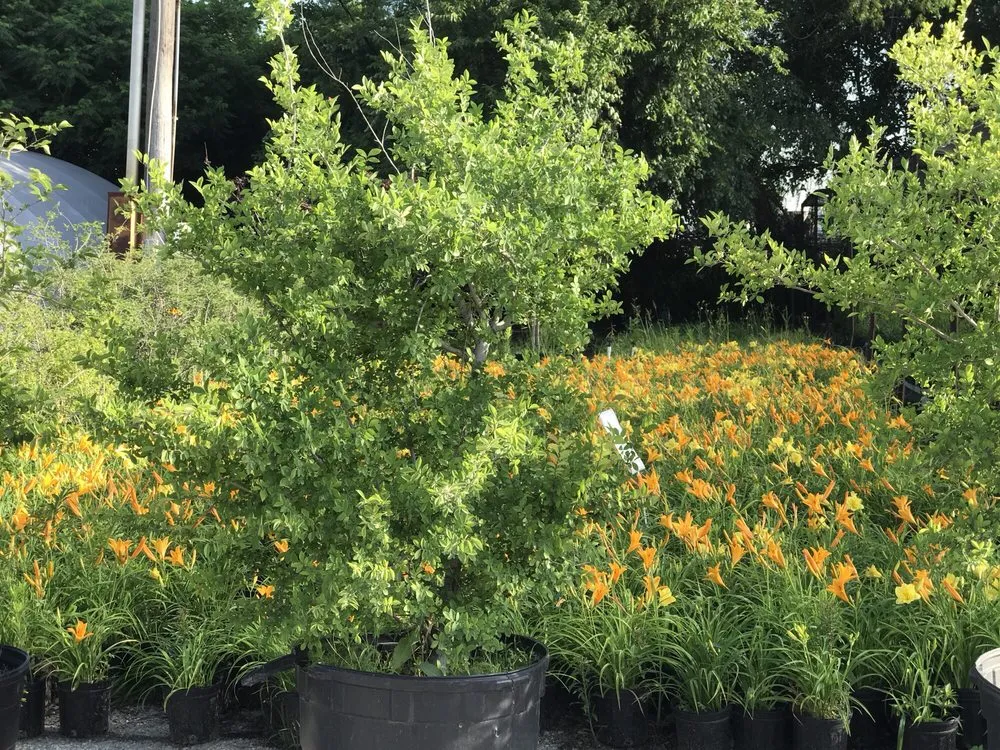 Trusted residential landscaping near you across Dallas, TX - Camacho Building and Landscaping