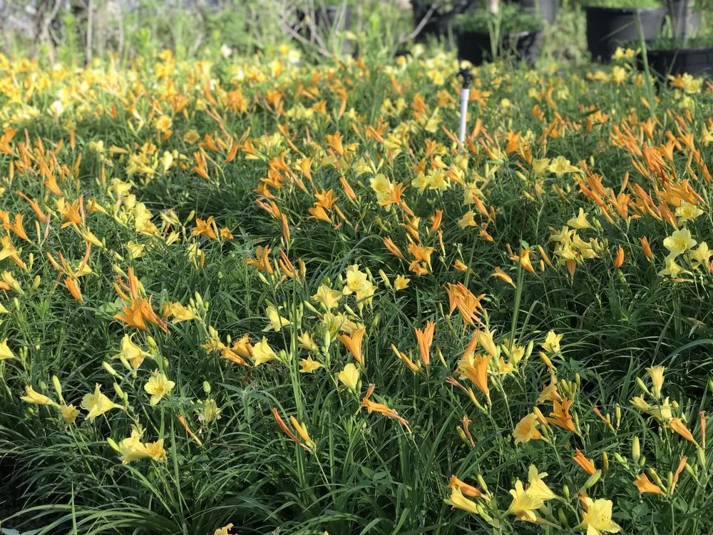 Local garden landscaping in Dallas, TX - Camacho Building and Landscaping