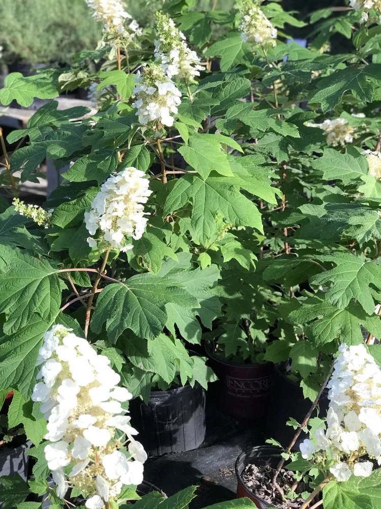 Custom landscaping services for outdoor upgrades across Dallas, TX - Camacho Building and Landscaping