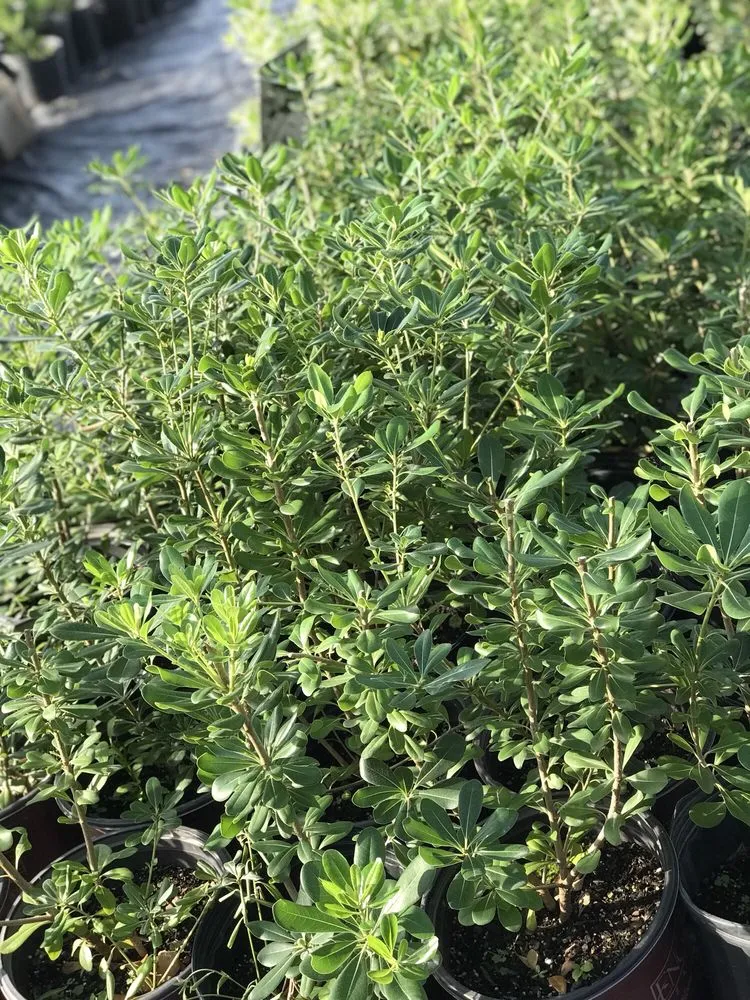 Professional landscape installation in Dallas, TX - Camacho Building and Landscaping