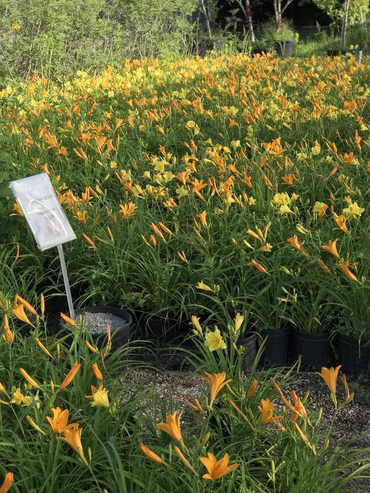 Expert garden landscaping in Dallas, TX - Camacho Building and Landscaping