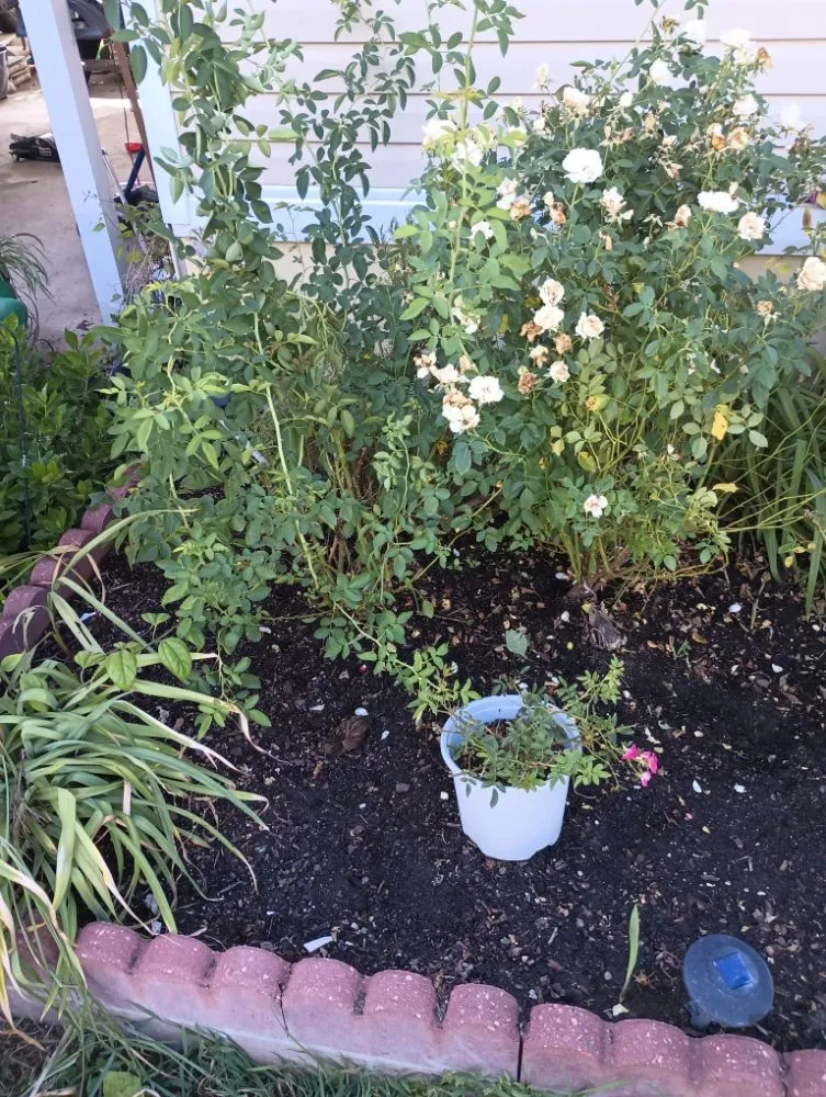 Trusted yard maintenance experts serving Kaplan, LA - Camacho Home Improvements