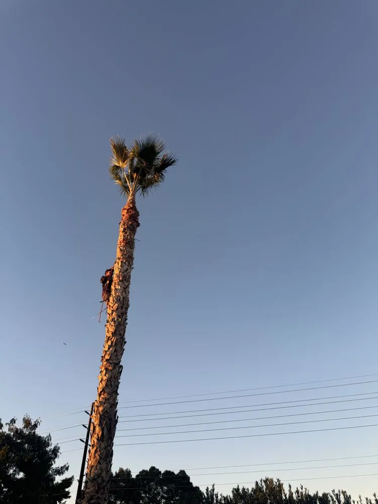 Custom residential landscaping for homes in Gilbert, AZ by Camacho Landscaping