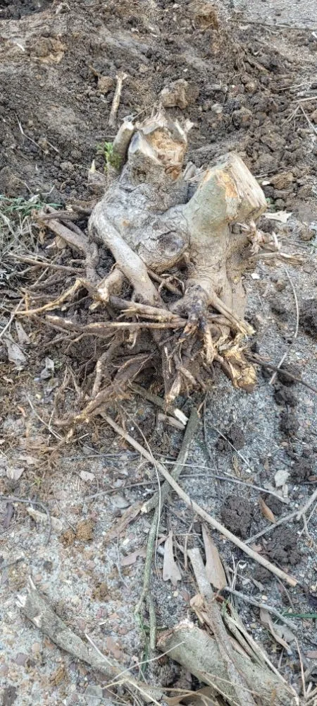 Reliable landscape design with custom design in Memphis, TN by Camacho Lawn Care