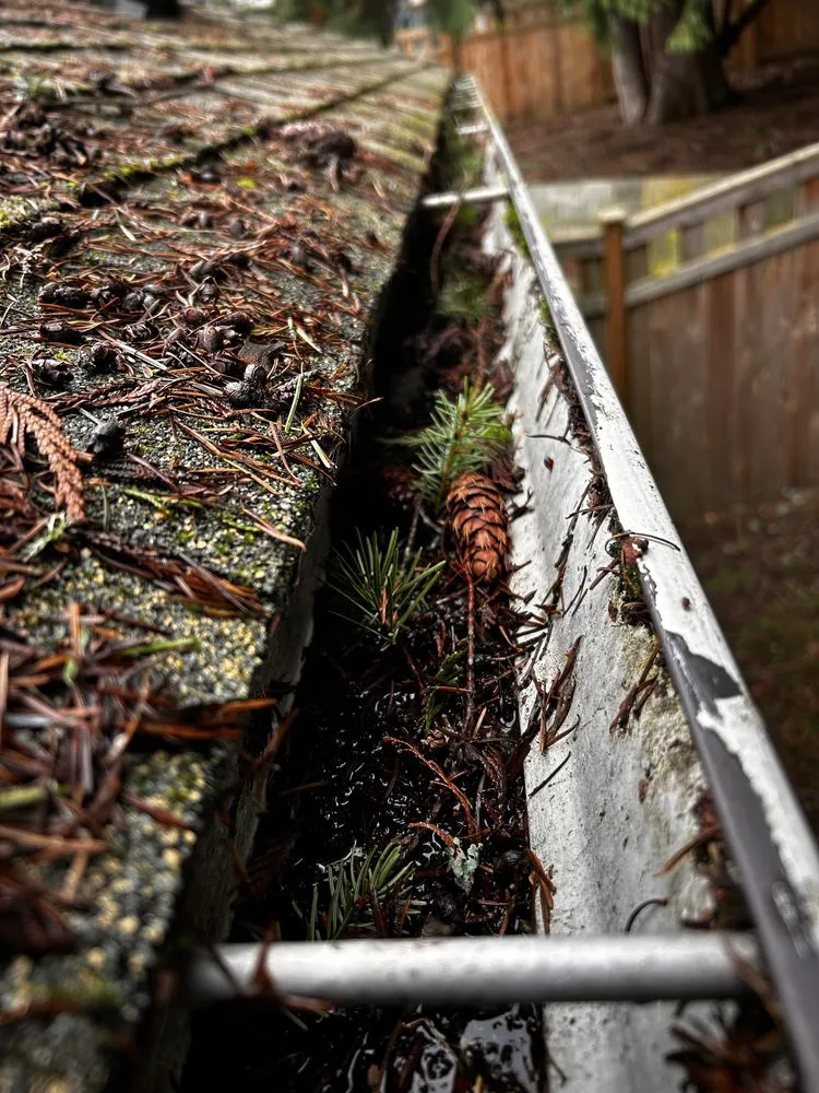 Custom yard cleanup service for homes in Mount Vernon, WA by Camacho