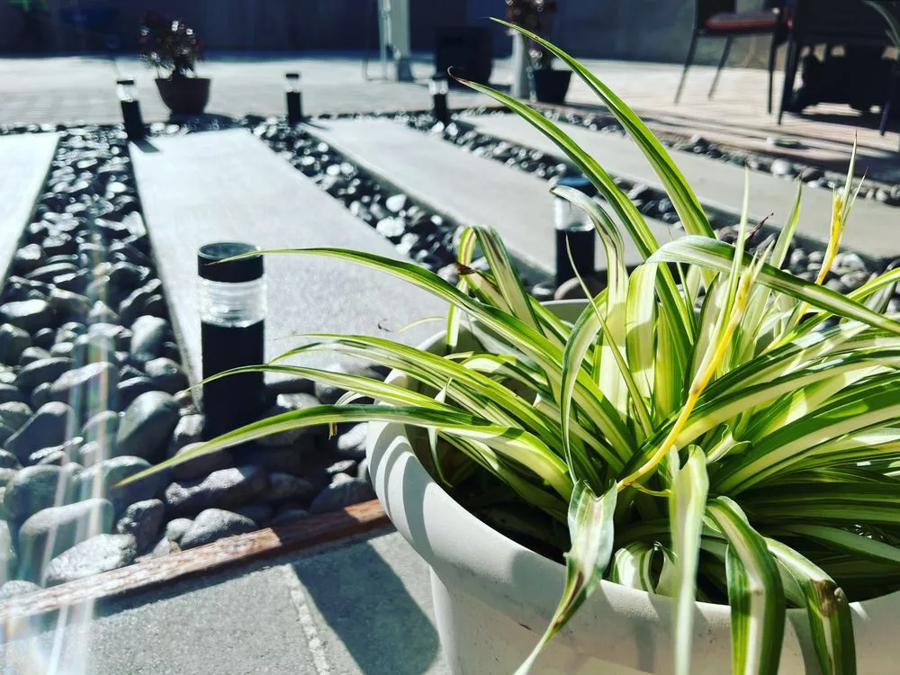 Trusted yard cleanup service for beautiful yards in Barstow, CA by Camacho Prolific Renovations