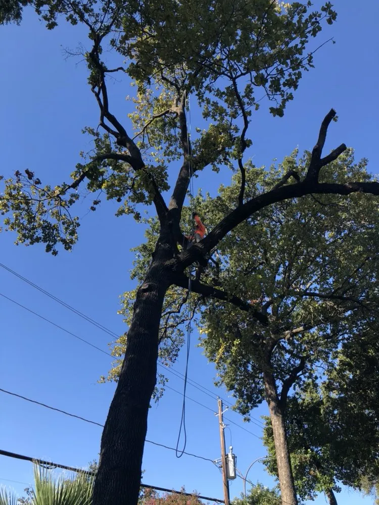 Professional landscape installation in Burleson, TX by Camacho Tree Service & Landscaping