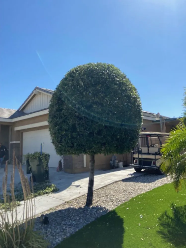 Top-rated outdoor landscaping near you in Ontario, CA by Camargo and Sons Landscaping