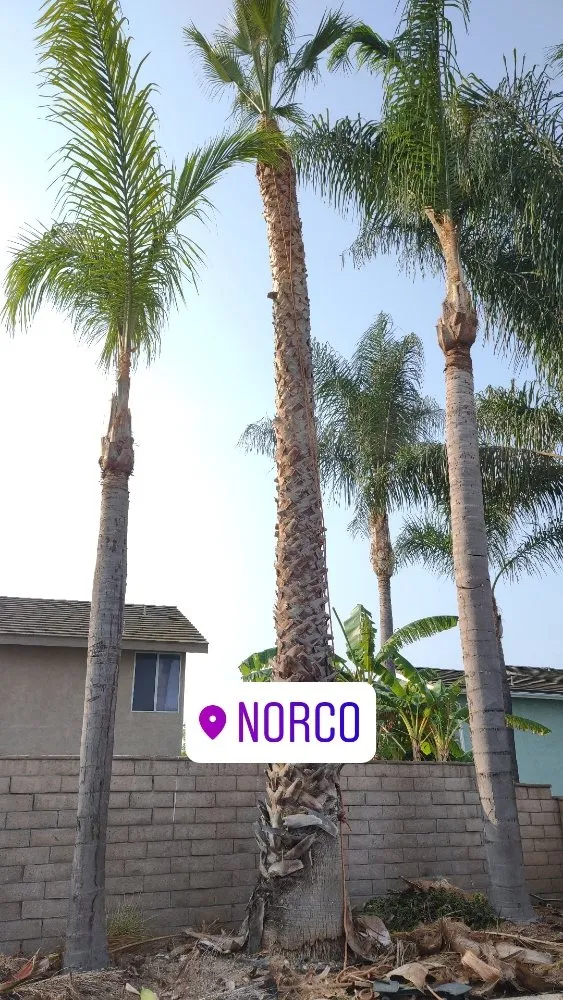 Affordable landscape installation for year-round maintenance in Riverside, CA by Camarillos Tree Service