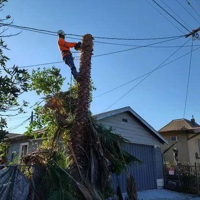 Local landscape installation in Riverside, CA by Camarillos Tree Service