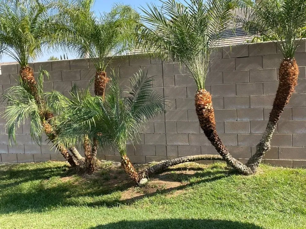 Trusted landscape installation for residential properties in Riverside, CA by Camarillos Tree Service