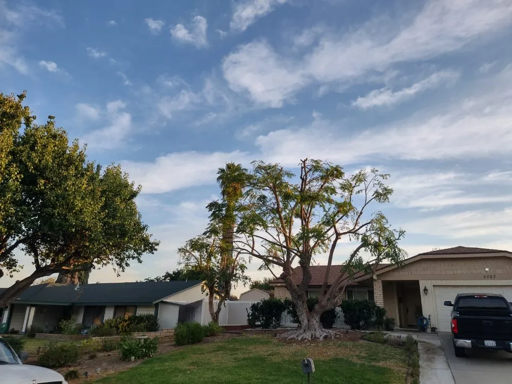 Reliable yard cleanup service for homes across Riverside, CA - Camarillos Tree Service