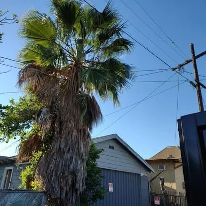 Professional landscape design for beautiful yards in Riverside, CA by Camarillos Tree Service