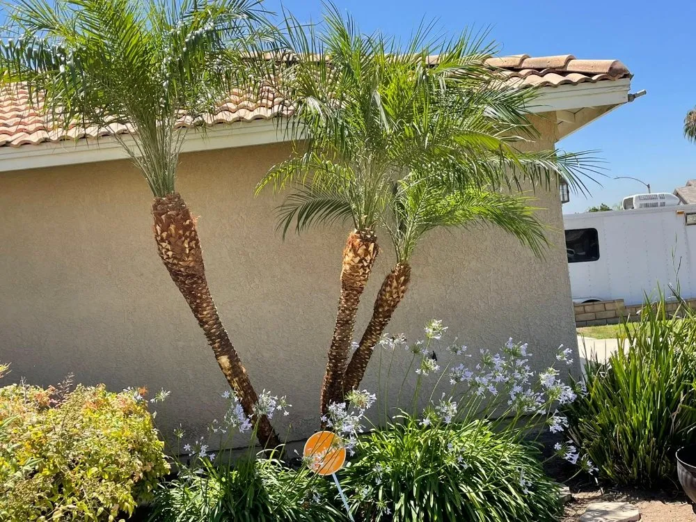 Affordable landscape design for year-round maintenance across Riverside, CA - Camarillos Tree Service