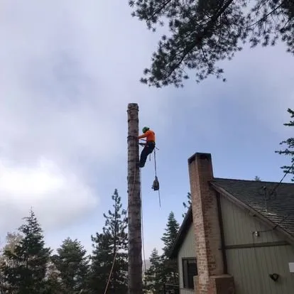 Reliable yard cleanup service experts serving Riverside, CA - Camarillos Tree Service