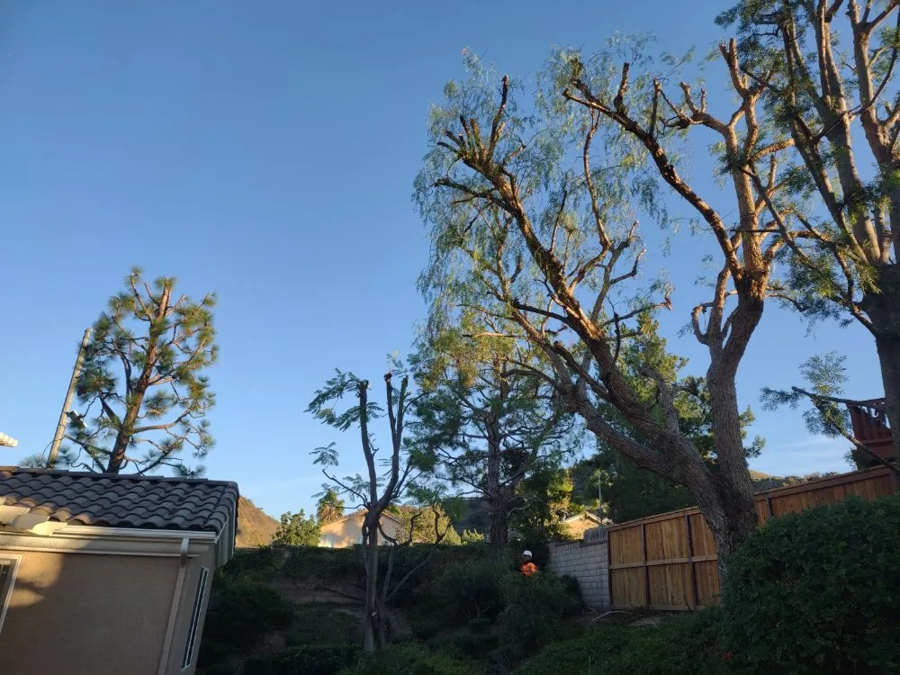 Local residential landscaping for outdoor upgrades across Riverside, CA - Camarillos Tree Service