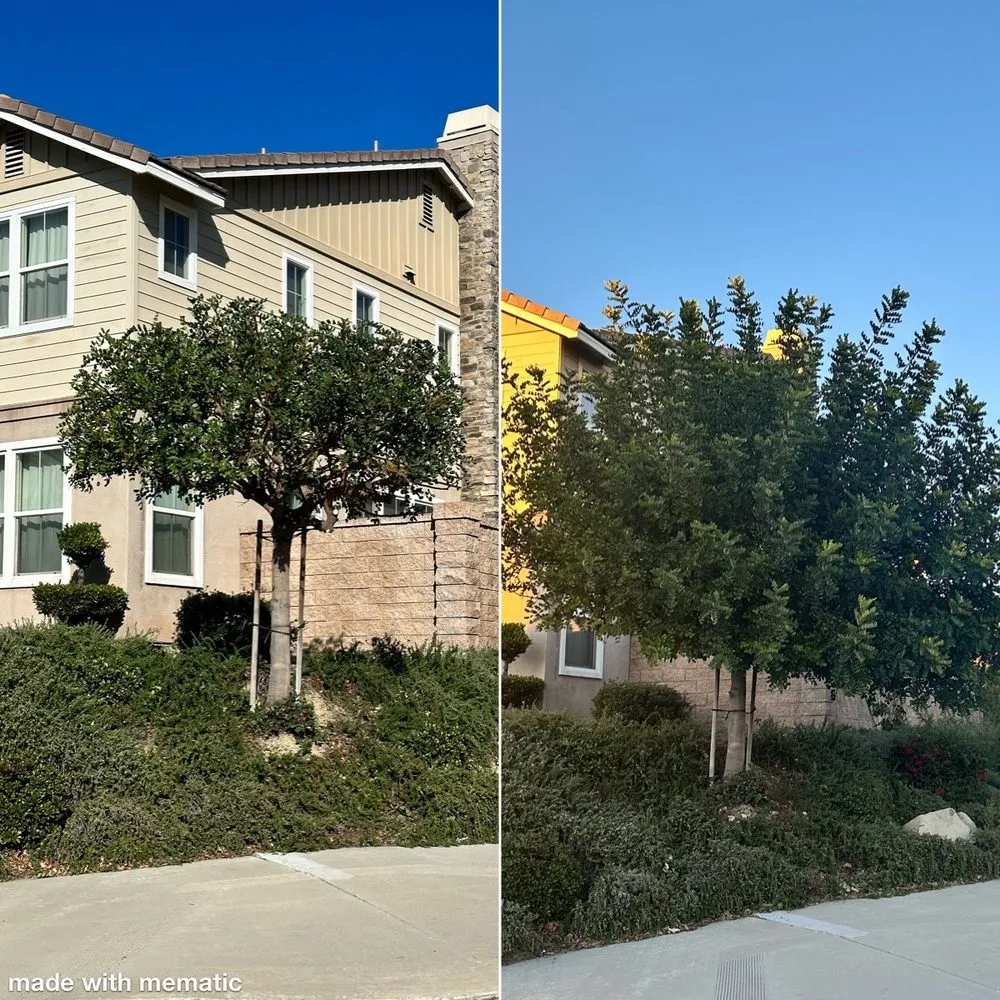 Reliable landscaping services in Riverside, CA - Camarillos Tree Service